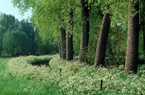 Anthriscus: Country ROAD - with Cow Parsley and Poplars