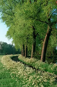 Anthriscus: Country ROAD - with Cow Parsley and Poplars