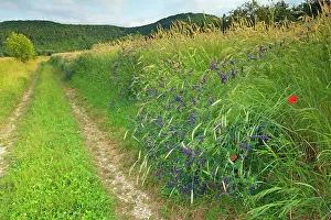 Vetch: Country Track along grain fields and Boreal