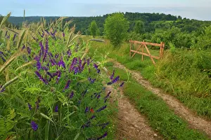 Vetch: Country Track along grain fields and Boreal