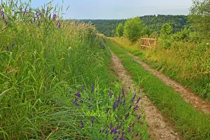 Vetch: Country Track along grain fields and Boreal
