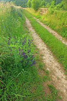 Vetch: Country Track along grain fields and Boreal