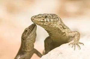 Lacertidae: A couple of Balearic Lizard in Sa Dragonera island