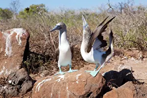 Nebouxii: Couple of Blue-footed Booby - North Seymour Island, Galapago