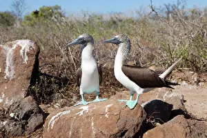 Nebouxii: Couple of Blue-footed Booby - North Seymour Island, Galapago