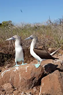 Nebouxii: Couple of Blue-footed Booby - North Seymour Island, Galapago