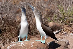 Nebouxii: Couple of Blue-footed booby Sula nebouxi North Seymour Islan