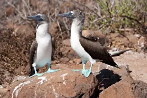 Nebouxii: Couple of Blue-footed booby Sula nebouxi North Seymour Islan