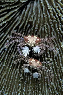 Calappa: Couple of boxer crabs, Lybia tesselata, Witu Islands, West N