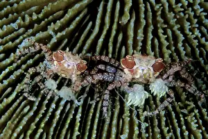 Calappa: Couple of boxer crabs, Lybia tesselata, Witu Islands, West N