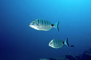 Bream: couple of breams - Madeira Island Portugal Atlantic Ocean