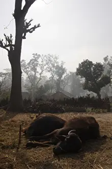 Daybreaks: Couple of Buffalo in Bardia NP Nepal