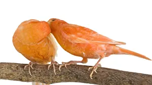 Canaries: Couple Canary orange on a branch