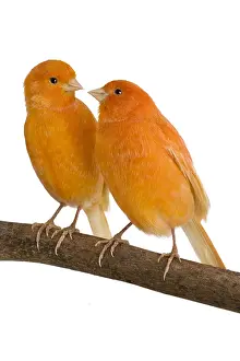 Canaries: Couple Canary orange on a branch