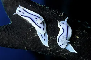 Chromodorididae: Couple of Chromodoris nudibranch, Chromodoris willani, Walin