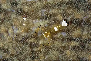 Mimetical: Couple of Commensal Shrimps - in sea anemone Cryptodendrum a