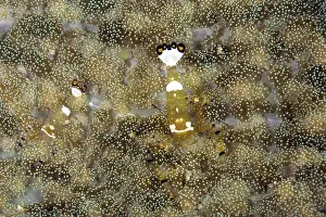 Mimetical: Couple of Commensal Shrimps - in sea anemone Cryptodendrum a