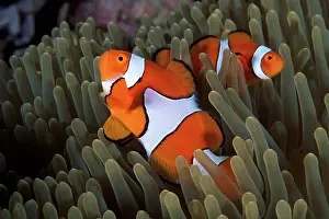 Ocellaris: Couple of false clownfish, Amphiprion ocellaris, Walindi, We