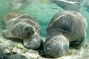Creatures: couple of Florida manatee, Trichechus manatus latirostris, a