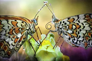 Melitaea: Couple of Fritillary (Melitaea sp), Luzzara Reggio