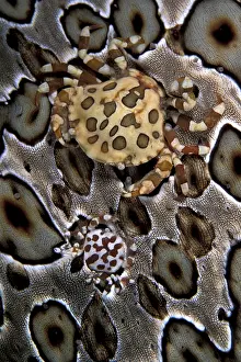 Argus: Couple of harlequin crab, Lissocarcinus orbicularis, Walindi