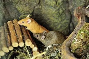 Tissue: Couple of house mice in a terrarium