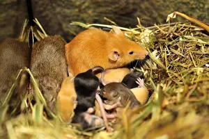 Mixture: Couple of House Mouse and young 10 days