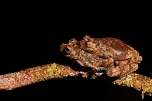 Dendropsophus: Couple of Interior Treefrog (Dendropsophus melanargyreus