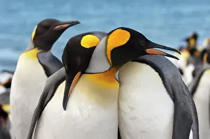Lovers: Couple of King penguins (Aptenodytes patagonicus)