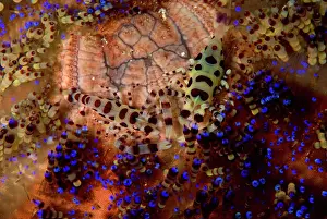Colemans: Couple lives on the sea urchin, the female is larger