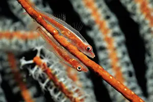 Bryaninops: Couple of Loki whip goby, Bryaninops loki, Walindi, West New