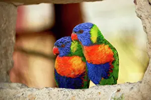 Primeval: Couple of lories
