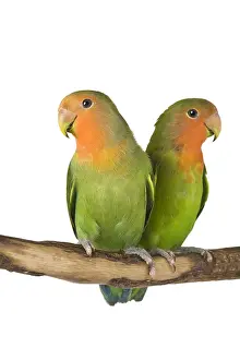Loves: Couple Lovebirds on a branch