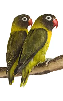 Loves: Couple Lovebirds on a branch