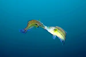 Wrasses: Couple of males peacock wrasse Symphodus tinca fighting for