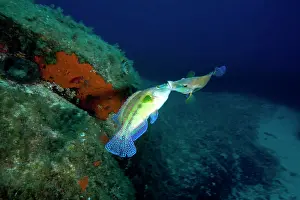 Wrasses: Couple of males peacock wrasse Symphodus tinca Secca delle S
