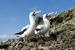 Malpelo: Couple of Masked Booby, Sula dactylatra, Malpelo Island, Nat