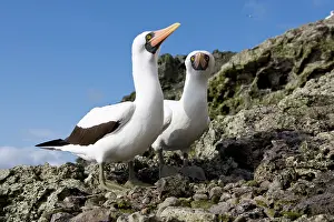 Malpelo: Couple of Masked Booby, Sula dactylatra, Malpelo Island, Nat