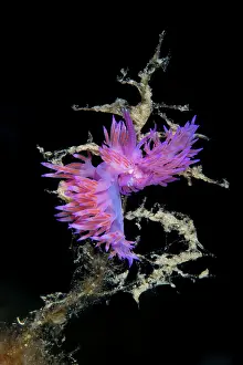 Chromodorididae: Couple of nudibranchs, Flabellina affinis, Punta Madonna div