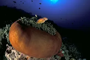 Anemonefish: Couple of pink anemonefish, Amphiprion perideraion, in a clo
