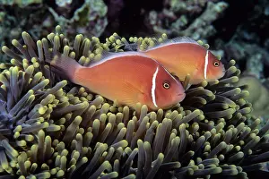 Perideraion: Couple of pink anemonefish in the anemone, Amphiprion peride