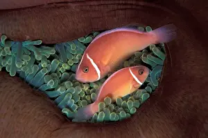 Perideraion: Couple of pink anemonefish in a closed anemone, Amphiprion p