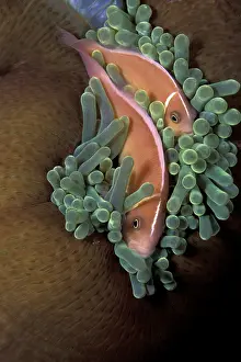 Perideraion: Couple of pink anemonefish in a closed anemone, Amphiprion p