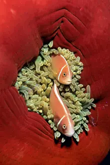 Perideraion: Couple of pink anemonefish in a closed anemone, Amphiprion p