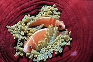 Perideraion: Couple of pink anemonefish in a closed anemone, Amphiprion p