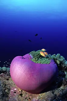 Anemonefish: Couple of pink anemonefish in a closed anemone, Amphiprion p