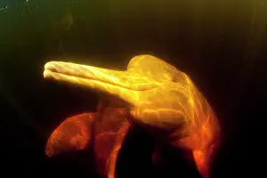Cetaceans: Couple of Pink River dolphin or Boto, Inia geoffrensis, Acaj