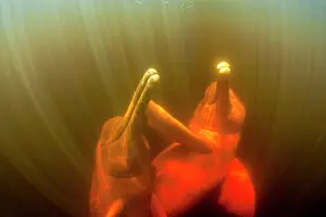 Cetaceans: Couple of Pink River dolphin or Boto, Inia geoffrensis, Acaj