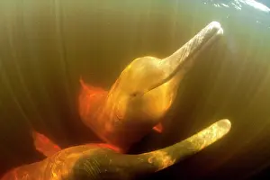 Cetaceans: Couple of Pink River dolphin or Boto, Inia geoffrensis, Acaj
