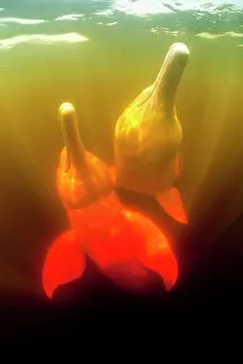 Cetaceans: Couple of Pink River dolphin or Boto, Inia geoffrensis, Acaj